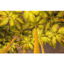  Öntapadó és mosható falfestmény Pálmafák reflektorban, 250 x 200 cm tapéta, díszléc és más dekoráció