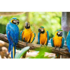  Öntapadó és mosható falfestmény Pasari7, 200 x 150 cm tapéta, díszléc és más dekoráció