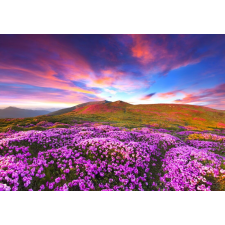  Öntapadó és mosható falfestmény Rhododendron virágok a naplementében, 350 x 200 cm tapéta, díszléc és más dekoráció