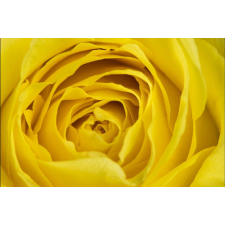  Öntapadó és mosható falfestmény Sárga rózsa, 200 x 150 cm tapéta, díszléc és más dekoráció