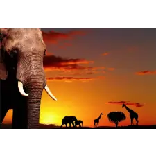  Öntapadó és mosható falfestmény Savannah alkonyatkor, 250 x 150 cm tapéta, díszléc és más dekoráció