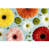  Öntapadó és mosható falfestmény Virágok171 Gerberák és százszorszépek2, 350 x 200 cm