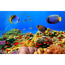  Öntapadó és mosható falfestmény Víz alatti világ 1, 200 x 150 cm tapéta, díszléc és más dekoráció