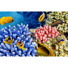  Öntapadó és mosható falfestmény Víz alatti világ 3, 300 x 250 cm tapéta, díszléc és más dekoráció