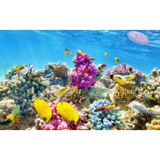  Öntapadó és mosható falfestmény Víz alatti világ 4, 300 x 250 cm tapéta, díszléc és más dekoráció