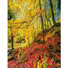  Öntapadó és mosható falfestmény Vörös leveles szőnyeg, 150 x 205 cm grafika, keretezett kép