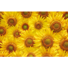  Öntapadó és mosható fali tapéta Flori23, 350 x 250 cm tapéta, díszléc és más dekoráció