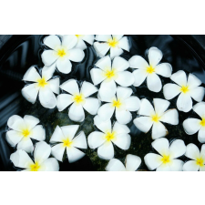  Öntapadó és mosható fali tapéta Flori52, 300 x 200 cm tapéta, díszléc és más dekoráció