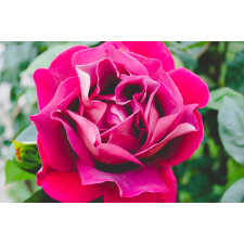  Öntapadó és mosható fali tapéta Flori66, 200 x 150 cm tapéta, díszléc és más dekoráció