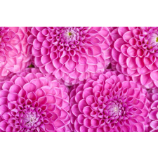  Öntapadó és mosható fali tapéta Flori76, 350 x 200 cm tapéta, díszléc és más dekoráció