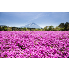  Öntapadó és mosható fali tapéta Flori80, 250 x 150 cm tapéta, díszléc és más dekoráció