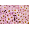  Öntapadó és mosható fali tapéta Flori89, 200 x 150 cm