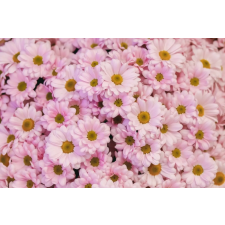  Öntapadó és mosható fali tapéta Flori89, 200 x 150 cm tapéta, díszléc és más dekoráció