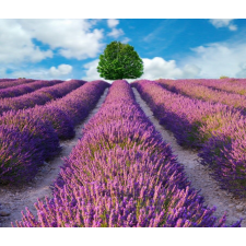  Öntapadó és mosható fali tapéta Lavender3, 250 x 150 cm tapéta, díszléc és más dekoráció