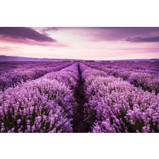  Öntapadó és mosható fali tapéta Lavender7, 350 x 200 cm tapéta, díszléc és más dekoráció