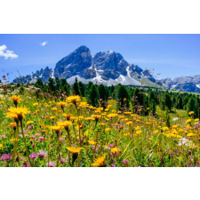  Öntapadó és mosható fali tapéta Natura101, 250 x 150 cm tapéta, díszléc és más dekoráció