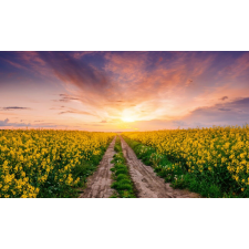  Öntapadó és mosható fali tapéta Natura123, 250 x 200 cm tapéta, díszléc és más dekoráció