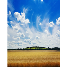  Öntapadó és mosható fali tapéta Natura141, 150 x 205 cm tapéta, díszléc és más dekoráció