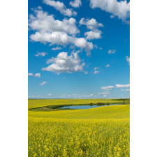  Öntapadó és mosható fali tapéta Natura35, 150 x 205 cm tapéta, díszléc és más dekoráció