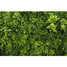  Öntapadó és mosható fali tapéta Padure36, 350 x 200 cm tapéta, díszléc és más dekoráció