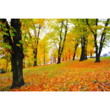  Öntapadó és mosható fali tapéta Padure69 ősz, 250 x 200 cm tapéta, díszléc és más dekoráció