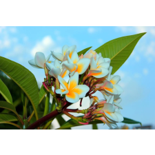  Öntapadó és mosható fali tapéta Plumeria virágok, 400 x 250 cm tapéta, díszléc és más dekoráció