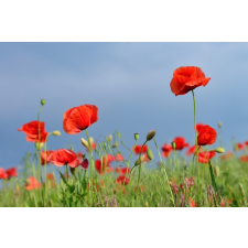  Öntapadó és mosható fali tapéta Virágok30, 300 x 200 cm tapéta, díszléc és más dekoráció