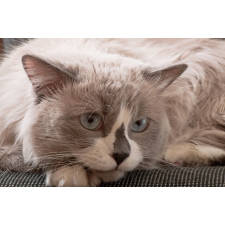  Öntapadó és mosható falikép Cat14, 300 x 200 cm tapéta, díszléc és más dekoráció