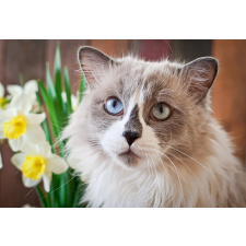  Öntapadó és mosható falikép Cat16, 300 x 200 cm tapéta, díszléc és más dekoráció