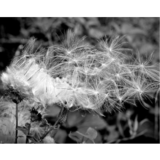  Öntapadó és mosható falikép Dandelion fekete-fehér, 250 x 150 cm tapéta, díszléc és más dekoráció