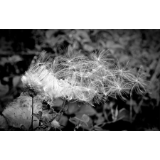  Öntapadó és mosható falikép Dandelion fekete-fehér, 400 x 250 cm tapéta, díszléc és más dekoráció