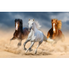  Öntapadó tapéta Horses, galopp, homok2, 250 x 200 cm