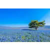  Öntapadós tapéta Field of blues, 250 x 150 cm