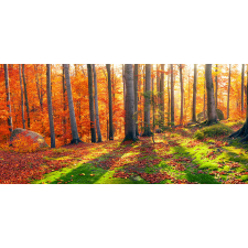  Öntapadós tapéta Forest napsugarakkal, 300 x 200 cm tapéta, díszléc és más dekoráció