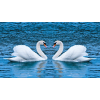  Öntapadós tapéta Hattyúk a tavon, 300 x 200 cm
