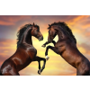  Öntapadós tapéta Két ló, mének, naplemente, 350 x 250 cm