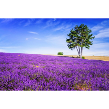  Öntapadós tapéta Lavender6, 250 x 200 cm tapéta, díszléc és más dekoráció