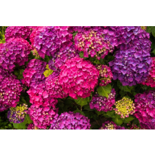  Öntapadós tapéta Lila hortenzia virágok, 300 x 250 cm tapéta, díszléc és más dekoráció