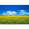  Öntapadós tapéta Natura104, 250 x 150 cm