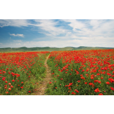  Öntapadós tapéta Natura26, 250 x 150 cm tapéta, díszléc és más dekoráció