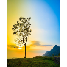  Öntapadós tapéta Natura27, 150 x 205 cm tapéta, díszléc és más dekoráció