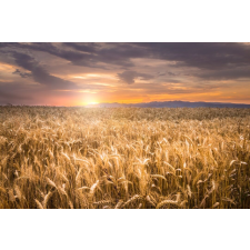  Öntapadós tapéta Natura36, 250 x 200 cm tapéta, díszléc és más dekoráció