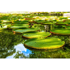  Öntapadós tapéta Tavirózsa a tavon, 250 x 200 cm tapéta, díszléc és más dekoráció