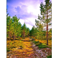  Öntapadós tapéta Út az erdőbe, 150 x 205 cm tapéta, díszléc és más dekoráció