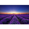  Öntapadós tapéta Végtelen levendulamező, napkelte, 250 x 150 cm