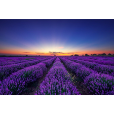  Öntapadós tapéta Végtelen levendulamező, napkelte, 250 x 150 cm tapéta, díszléc és más dekoráció