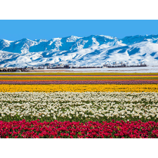  Öntapadós tapéta Virágok és hegyek, 250 x 200 cm tapéta, díszléc és más dekoráció