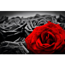  Öntapadós tapéta Vörös rózsa, fekete rózsák, 250 x 200 cm tapéta, díszléc és más dekoráció