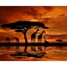  Öntapadós tapéta Zsiráfok, sunset2, 400 x 250 cm tapéta, díszléc és más dekoráció
