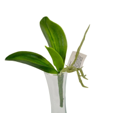  Orchidea 3 ágú élethű levél gyökérrel 13 cm dekoráció